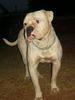 American Bulldog Hund