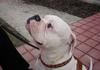 American Bulldog Hund