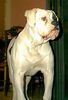 American Bulldog Hund