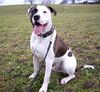 American Bulldog Hund