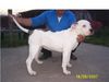 American Bulldog Hund