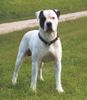 American Bulldog Hund