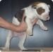 American Bulldog Hund