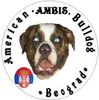 American Bulldog Hund