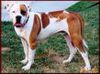 American Bulldog Hund