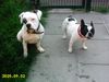 American Bulldog Hund