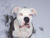 American Bulldog Hund