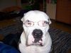 American Bulldog Hund