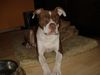 American Bulldog Hund