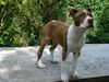 American Bulldog Hund