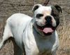 American Bulldog Hund