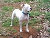 American Bulldog Hund