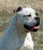 American Bulldog Hund