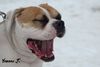 American Bulldog Hund