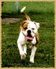 American Bulldog Hund