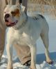 American Bulldog Hund