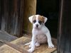 American Bulldog Hund