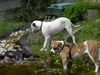 American Bulldog Hund