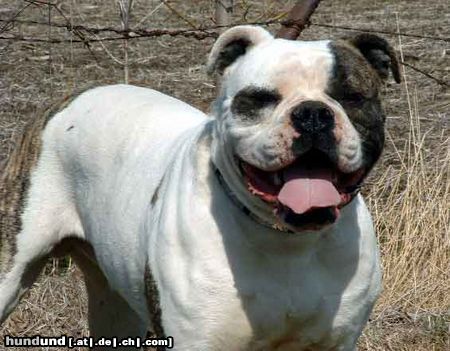 American Bulldog McEvoy's Big poppa Pump