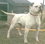 American Bulldog Rebel Rose American Buldogs 