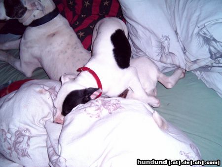 American Bulldog Pennstunde in Frauchen´s Bett