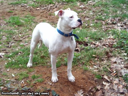 American Bulldog Suche neues Zuhause