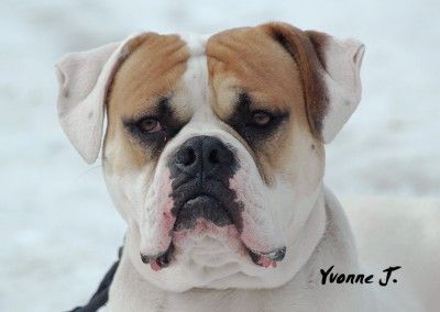 American Bulldog