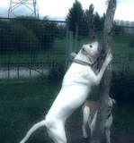 American Bulldog Maos - Snowkingdom-Belgrade