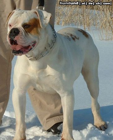 American Bulldog Foreman's Grillin' Machine 