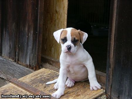 American Bulldog Baby-Bild von Swiss-Bulls Dusty