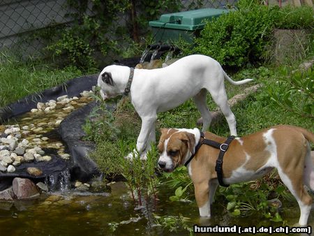 American Bulldog FISCHE !!!!  :-)