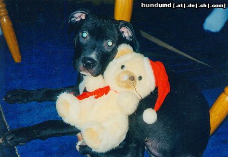 Amerikanischer Pit-Bullterrier SHADOW MIT 7 MONATE