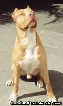 Amerikanischer Pit-Bullterrier