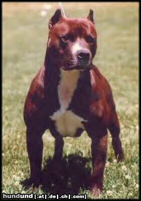 Amerikanischer Pit-Bullterrier