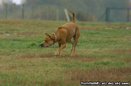 Amerikanischer Pit-Bullterrier Huch 