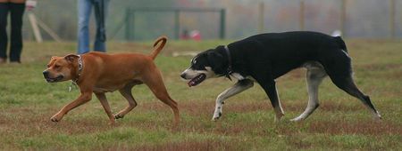 Amerikanischer Pit-Bullterrier fang mich doch 