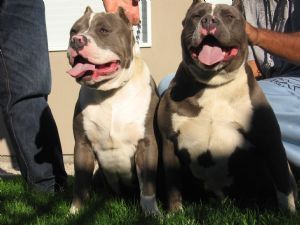 Amerikanischer Pit-Bullterrier costello-carlito-gang