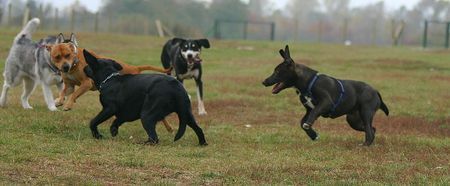 Amerikanischer Pit-Bullterrier alle gegen einen ;) 