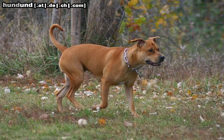 Amerikanischer Pit-Bullterrier -