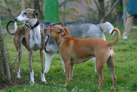 Amerikanischer Pit-Bullterrier Hallo du! 