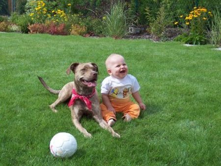 Amerikanischer Pit-Bullterrier Sira