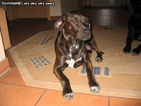 Amerikanischer Pit-Bullterrier Daysy 1Jahr