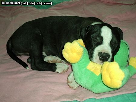 Amerikanischer Pit-Bullterrier Luna und der Frosch