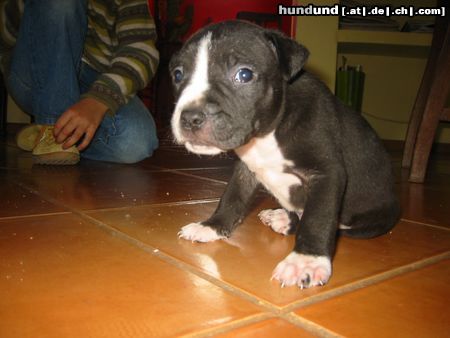 Amerikanischer Pit-Bullterrier Hier war er noch 1 Monat alt!!