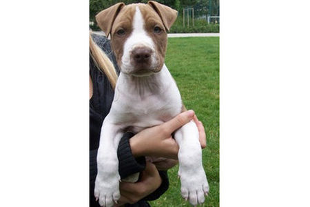 Amerikanischer Pit-Bullterrier mein bodyguard 