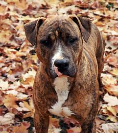 Amerikanischer Pit-Bullterrier