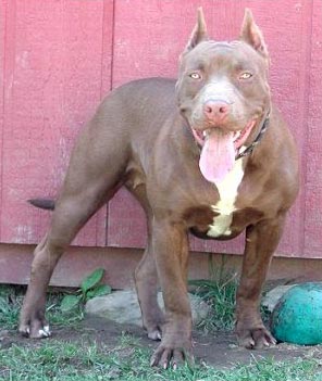 Amerikanischer Pit-Bullterrier