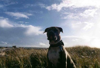 Amerikanischer Pit-Bullterrier