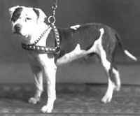 Amerikanischer Pit-Bullterrier google=help floyd