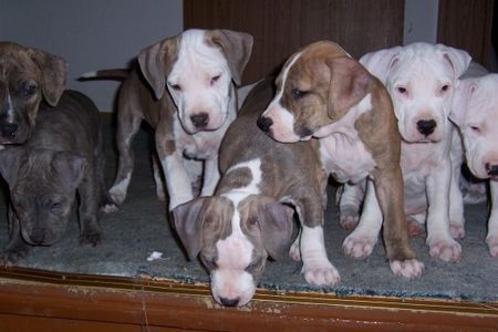 Amerikanischer Pit-Bullterrier Das sind unsere Welpis